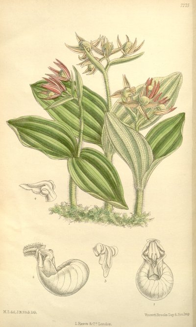 Cypripedium fasciculatum by Joseph Dalton Hooker
